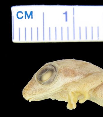 Media type: image; Herpetology A-25739